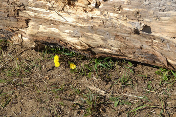 An old rotten tree lies on bare ground. The first spring small yellow flowers have grown nearby....