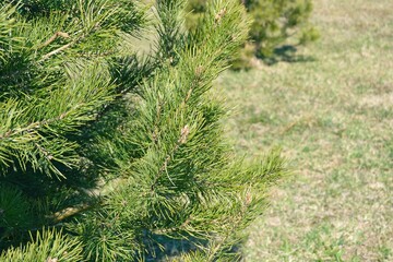 Branch of a beautiful young pine tree in spring on a background of grass. Natural spring tree background. Spring has come. Beauty of nature.