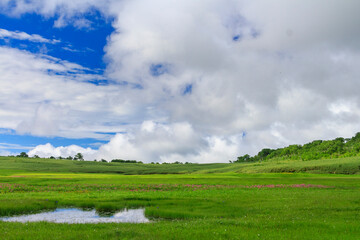 雨竜町　夏の雨竜沼湿原