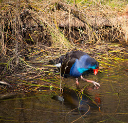 A brilliantly feathered Purple swamp hen porphyria porphyria digging for roots  after  preening its feathers in Big Swamp  Bunbury Western Australia  on a sunny autumn  afternoon