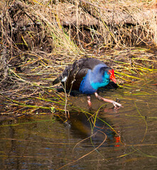 A brilliantly feathered Purple swamp hen porphyria porphyria digging for roots  after  preening its feathers in Big Swamp  Bunbury Western Australia  on a sunny autumn  afternoon