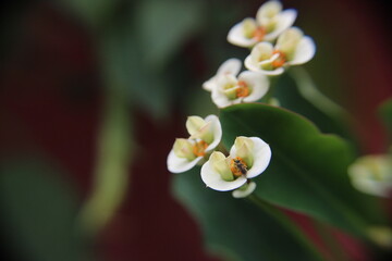 Fototapeta na wymiar flores