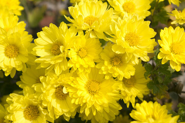 close up Yellow chrysanthemum flowers in autumn