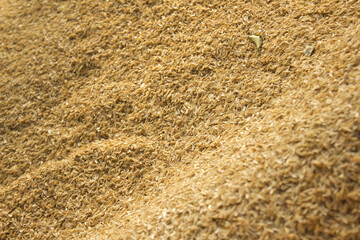 rice peel after harvest and hull background.