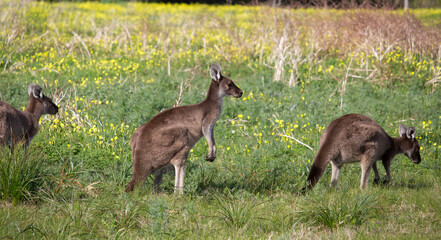 Some shy Western Grey kangaroos  macropus fuliginosus grazing in the green grassy field near Australind , Western Australia on a cloudy afternoon in spring  are a popular Australian icon.