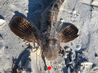 Accidentally caught Sea robin in the sand waiting to be released