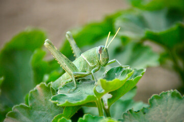 grasshopper on a leaf