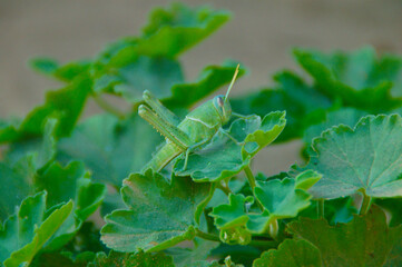 grasshopper on a leaf