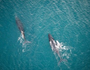 humpback family cruising off the coast of maui in the winter