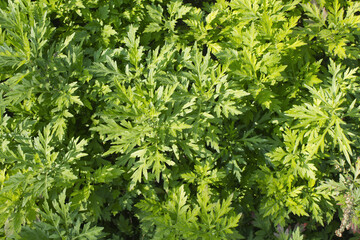 close up green Mugwort leaf.
