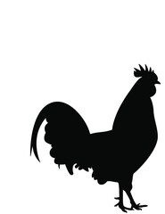 rooster isolated on white background