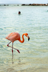 Flamingo on the beach