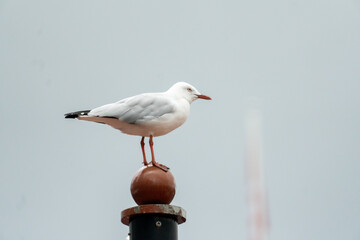 seagull on a post