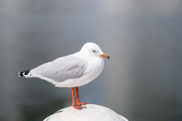 Seagull closeup
