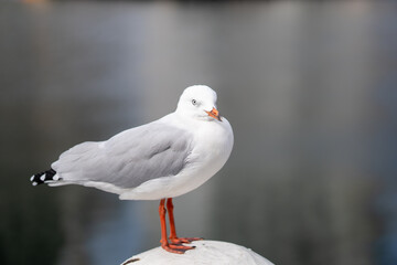 Seagull closeup