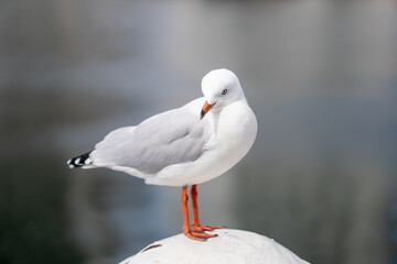 Seagull closeup