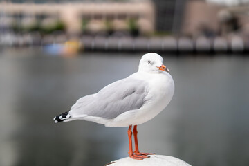 Seagull closeup