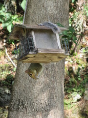 A squirrel hanging upside down on a wooden bird feeder eating seeds on a sunny day in the forest