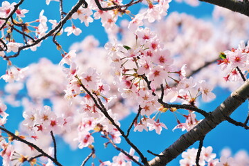 満開の桜と青い空