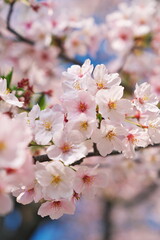 春の陽気に誘われて咲く