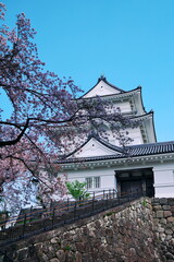 小田原城に生える染井吉野