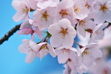 春の青空と桜の花