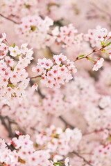 見渡す限りの桜