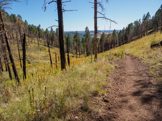 autumn, edge of an old forest burn