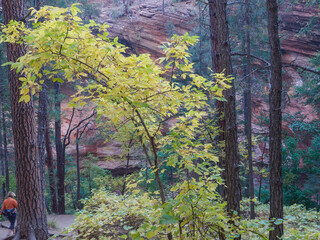 Sunlit tree branch against canyon and dark forest