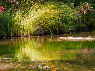 Beargrass reflected in quiet pond