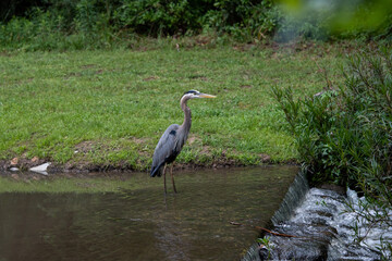 Great Blue Heron