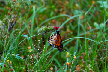 Fototapeta na wymiar Monarch butterflies 