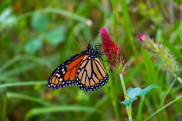 Monarch butterflies 