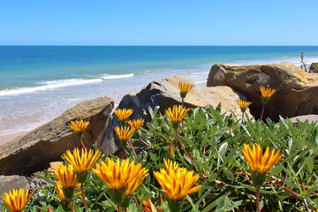 flowers on the beach in Adelaide 