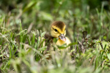 Mother duck and the ducklings