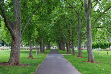 Fototapeta na wymiar path in the park in Adelaide