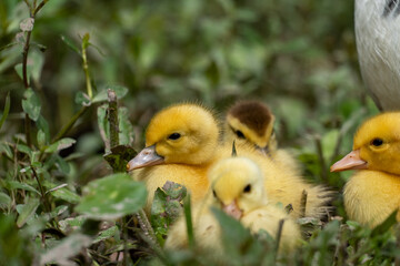Mother duck and the ducklings