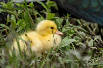 Mother duck and the ducklings