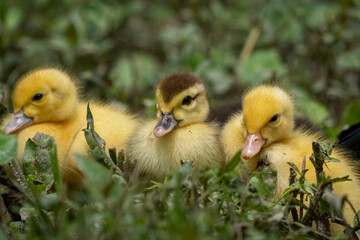 Mother duck and the ducklings