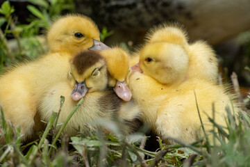 Mother duck and the ducklings