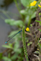 Damselfly
