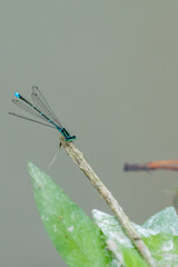 Damselfly