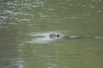 Fototapeta premium beaver in the water