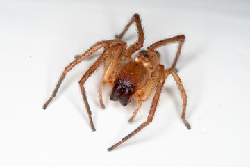 spider on white background