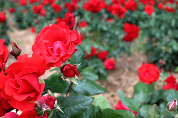 red roses in garden