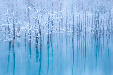 美瑛町 青い池の冬の朝の風景
