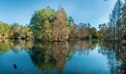 reflection of trees in the lake