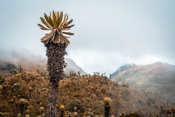 Natural landscape of a Paramo highlands, with a tall Espeletia or "Frailejón" in the foreground with a cloudy foreground with mist. Mountains in the Nevado del Ruiz, National park "Los Nevados"