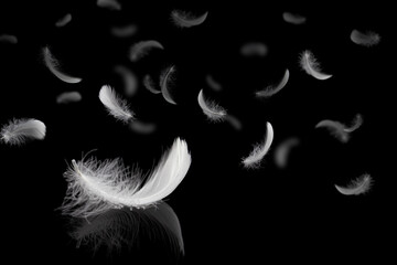 Abstract. Light fluffy a white feathers falling down in the dark. banner. plumage logo. black background