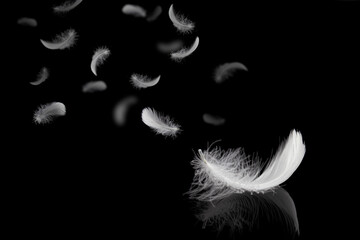 Abstract. Light fluffy a white feathers falling down in the dark. banner. plumage logo. black background